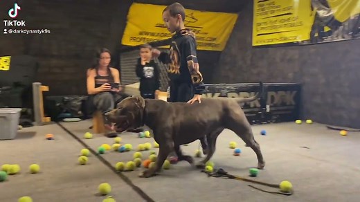 Amazing Things Dogs Do—Mankind’s Best And Most Loyal Friend