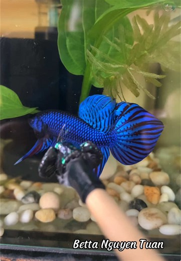 Wild Betta Mahachai Blue Care Guide