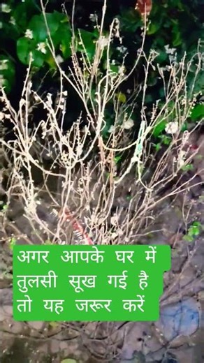 If the basil has dried up in your house then do this #ytshorts #tredingshorts