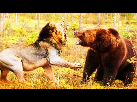 AFRICAN LION vs GRIZZLY BEAR | Who would win? | EPIC VERSUS 🦁🆚🐻