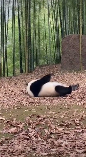 That Was Way Too Confident 😭🐼 PandaPop