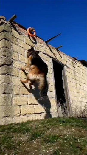 What Triggers a Dog's Strongest Emotions #dogtraining #petcare #shorts