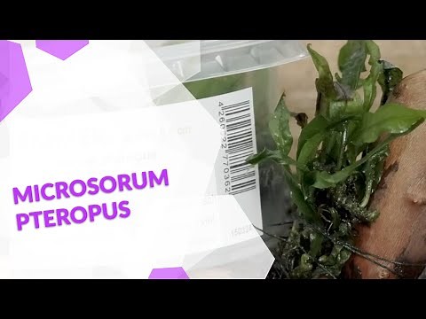 Microsorum pteropus, der klassische Javafarn, eine robuste Pflanze für dein Aquarium