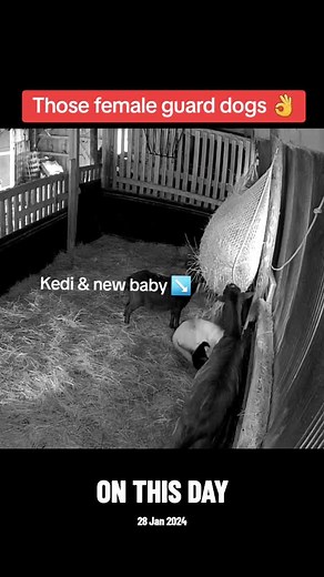 #onthisday #workingdogs #anatolianshepherddog #farm #goats #livestockguardiandogs #anadoluçobanköpeği