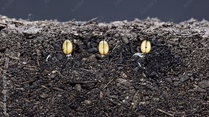 Grains growing from soil / 3 grain seeds growing growing from soil, underground and overground view