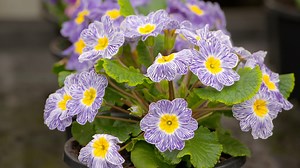Everything you need to know about polyanthus
