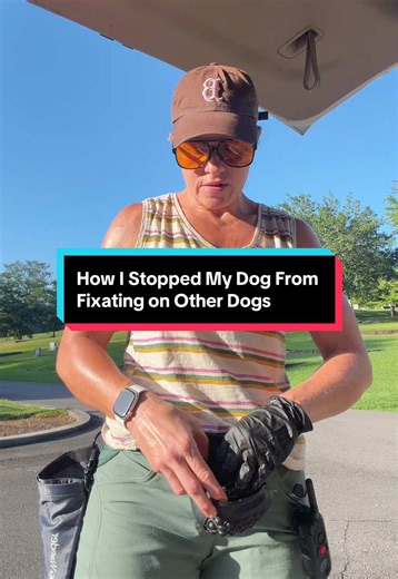 How to Stop Your Dog Fixating on Other Dogs — Meal-Based Training