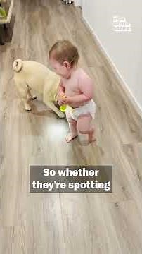 Can Dogs See Ghosts? 🤔 | Pet Pointers
