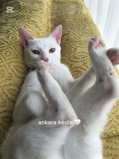 Türkiye sokaklarında görebileceğiniz kediler#kesfeteyyiz #keşfet #cat #kedi
