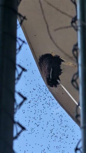 Massive Bumblebee Nest Removal – You Won’t Believe This! 🐝