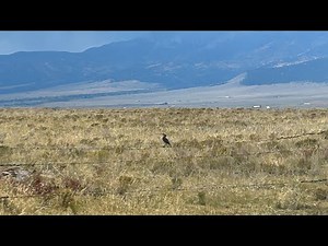 Meadowlark by Andy Beck - lyrics