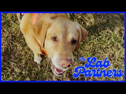 THE LAB PARTNERS: Dog Finds a Mysterious Bone in the Field!