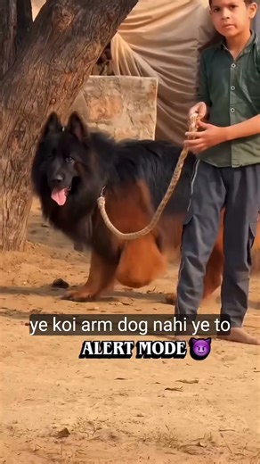 Biggest size German shepherd dog ki.#germanshepherd#blackgermanshepherddog#gsdindian