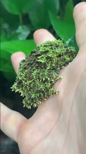 The mossy frog, scientifically known as Theloderma corticale, is a unique amphibian native to the