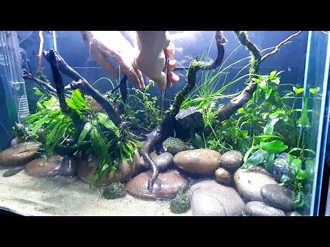 Pebble Aquascape Tutorial - Rare Hardscape Nature Aquarium