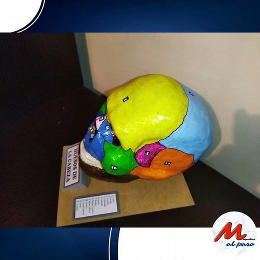 Partes del cráneo + molde #maqueta #maquetacion