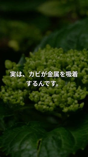 カビが金属を食べる｜自然の浄化魔法