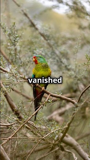 The Night Parrot: Australia’s Elusive Bird #australia #parrot #bird #extinction #facts #viralvideo
