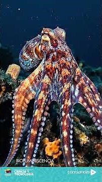 Bioluminescence | The chemistry that becomes light