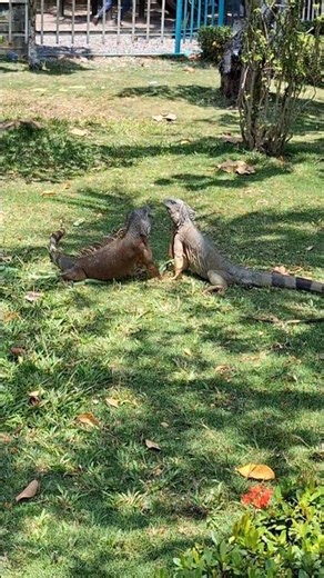 The iguanas of Ayutla Park, Guatemala #iguanas #animals #guatemala