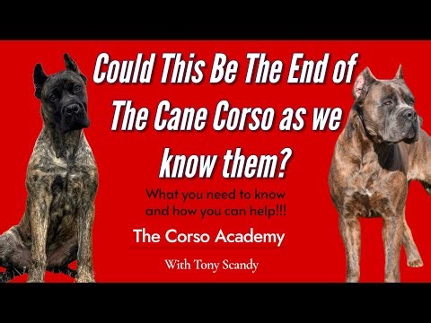 Could this be the END of the Cane Corso as we know them?!