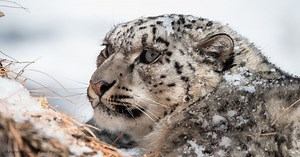 1.2K views · 51 reactions | It's International #SnowLeopardDay! With as few as 4,000 snow leopards left in Asia’s high mountains, when these apex predators are thriving in the wild, it’s an indicator that their ecosystems are also thriving. | WWF-Canada | Facebook