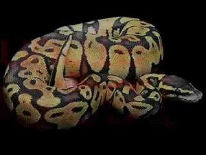 Ball Python Morphs