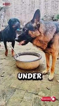 topic):Topic: Dangerous Dogs & Responsibility 🐕⚠️