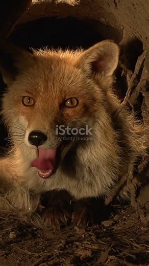 This Fluffy Genius Outsmarts Everyone 🦊