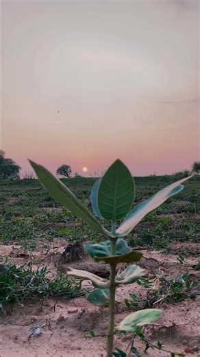 Every little beginning reaches for the light 🌱✨🌅”#shortvideo #nature follow for more videos