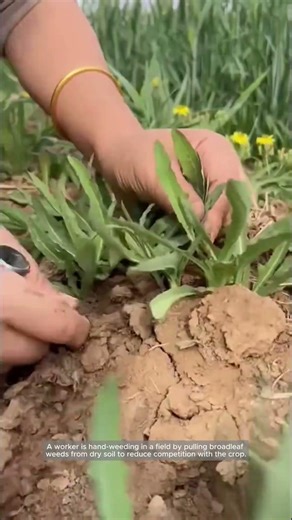 Efficient Hand-Weeding to Protect Early Crop Growth