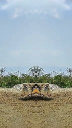 189K views · 830 reactions | JCB BACKHOE STUNT VIDEO #JCB | RoadMade Machine | Facebook