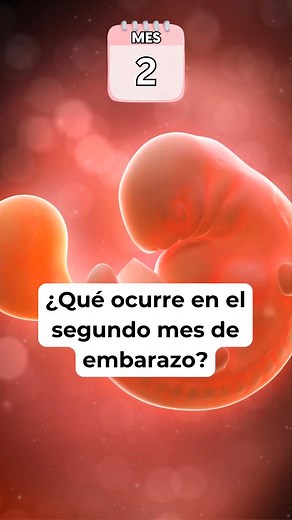 🤔 ¿Qué ocurre en el SEGUNDO MES de embarazo? 🤰 Síntomas y desarrollo del bebé #embarazomesames #segundomesdeembarazo #embarazo #embarazosaludable #embarazofeliz | Blog del bebé