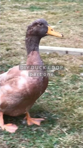 DIY DUCK COOP | part one