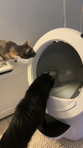 First time turning on their new litter robot 😭 #funnycatvideo #cats #catsoftiktok #litterrobot #fyp #foryou #funnycatsoftiktok