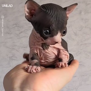 3.5M views · 45K reactions | It's important that everyone sees this sphynx kitten! Those eyebrows...  | UNILAD | Facebook