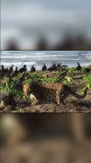 Caught on Camera: Jaguar Attacks Vulture and Gets Spooked!