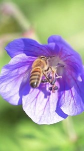 18 reactions | Honeybees have a signature move, the 'waggle dance,' to let their hive know when they found food. ⁠ ⁠ The waggle dance goes something like this... the bee walks in a circle, turns around, then walks the same circle in the opposite direction. We may or may not have given it a try...  | Bee's Wrap | Facebook