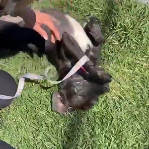 Lionel's Legacy on Reels