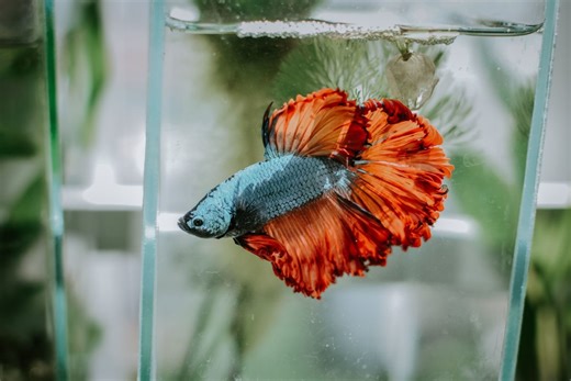 Why You Should Not Keep a Betta Fish in a Bowl