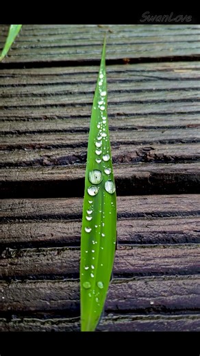 After the rainstorm… 20250721165156 #Gallery v1