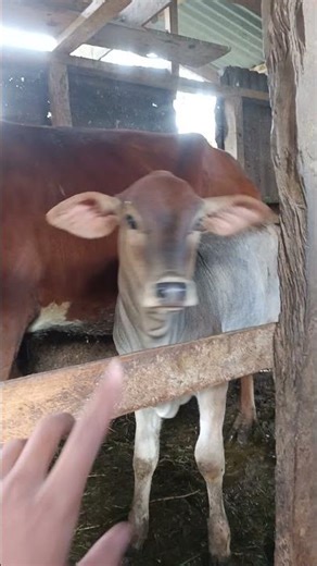 wow TERNYATA BEGINI hasil inseminasi buatan bibit brahman 🐄💯💯#sapigemuk #ternaksapi