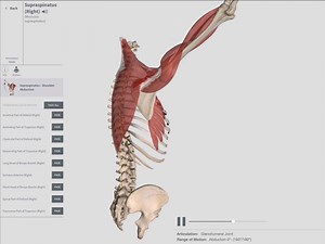 The rotator cuff muscles are responsible for stabilizing the glenohumeral or shoulder joint, and allow us to move our arms in various ways. Learn more about the supraspinatus, infraspinatus, subscapularis, and teres minor in this video and explore them further in Complete Anatomy. | Complete Anatomy