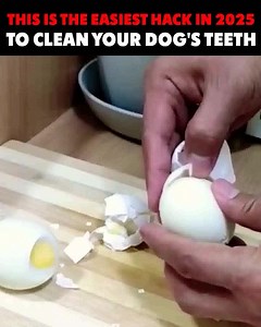 Watch what Salt (and tartar) does to your dog’s teeth… If your dog has a stinky breath or brown gunk on their teeth, it’s probably not what you think. And brushing, green chews, or crunchy veggies won’t fix it. Dr. Randy just found a 5-second “cement buster” that dissolves tartar without brushing or expensive vet visits. It’s vet-developed, natural, and dog-approved – and it’s helping thousands of dog owners clean their dog’s mouth the easy way. Click below to watch the free video and see how it