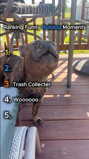 Top 5 Bulldog Moments 🐶😂 | Funniest & Cutest Bulldogs Ever!