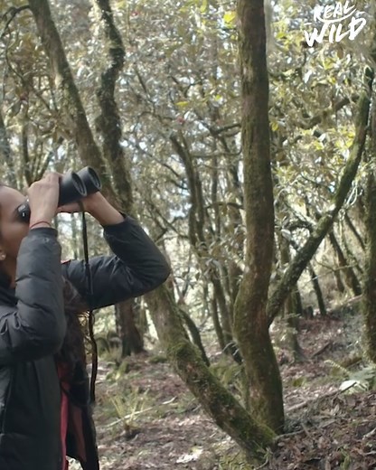 10K views · 149 reactions | Red pandas are an endangered species due to their high demand pets thanks to social media. | Real Wild | Facebook