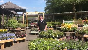 A little something from British Garden Centres. | Brigg Garden Centre