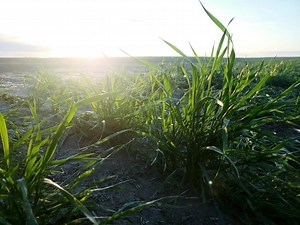 Wheat School: Five considerations before spraying a PGR