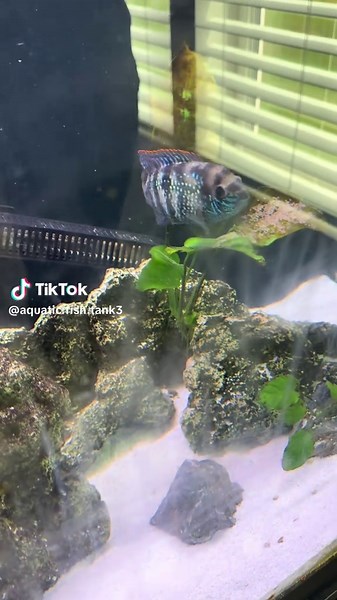 Cichlid Care Tips for Baby Fish Enthusiasts