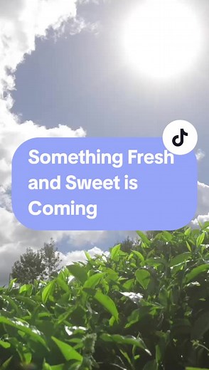 Secret Clean on TikTok